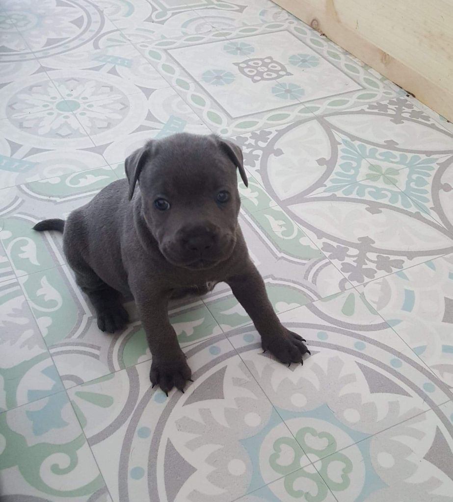Des Gardiens Des Divas - Staffordshire Bull Terrier - Portée née le 27/04/2019
