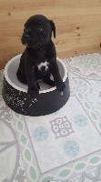 CHIOT